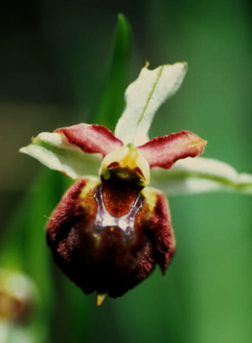 Ophrys exaltata ??